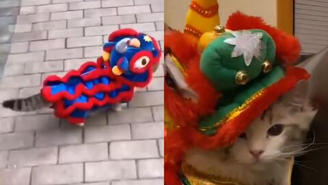 宠物猫小舞狮怎么画