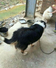 养两只宠物狗怎么养