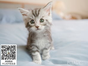 宠物店怎么挑选宠物猫的