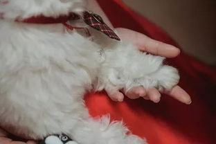 舍不得养的宠物狗怎么办
