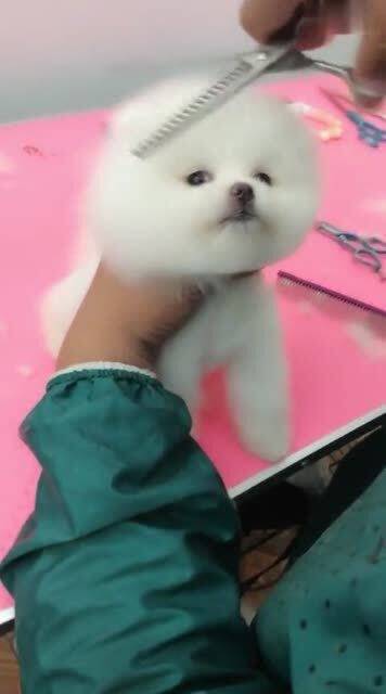 给宠物狗画妆怎么画简单
