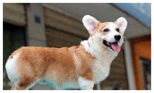 宠物狗没有狗尾巴怎么办