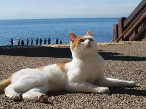 宠物猫旅游怎么去