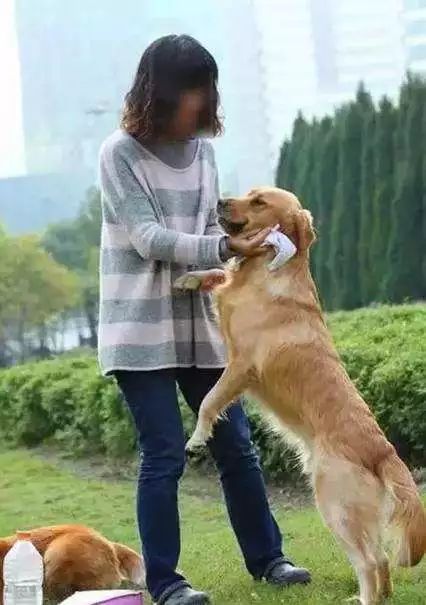 宠物狗扑人怎么教训它呢