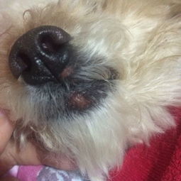 宠物狗长红色毛怎么办