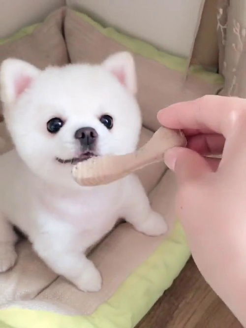 宠物狗的零食磨牙棒怎么吃