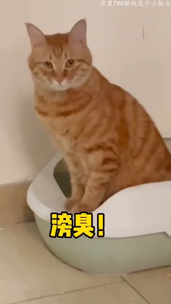 宠物猫养家里很臭怎么办