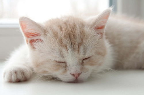 宠物猫怎么处理猫癣毛