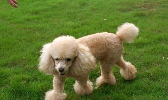 宠物狗贵宾犬怎么养的