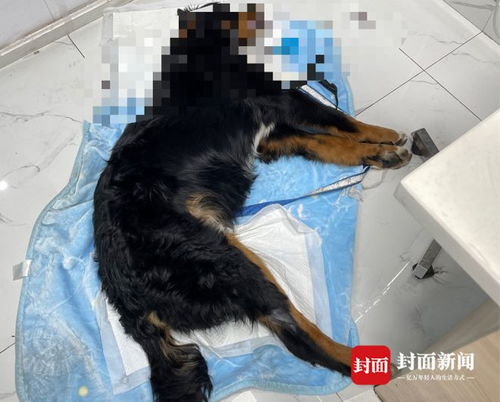 宠物狗煤炭中毒怎么办啊