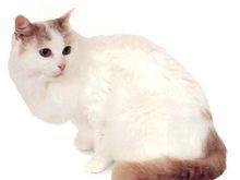 土耳其凡猫多少钱