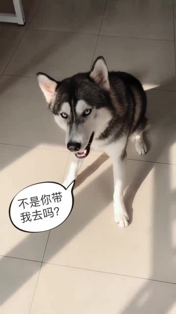 宠物狗被拐跑了怎么办啊