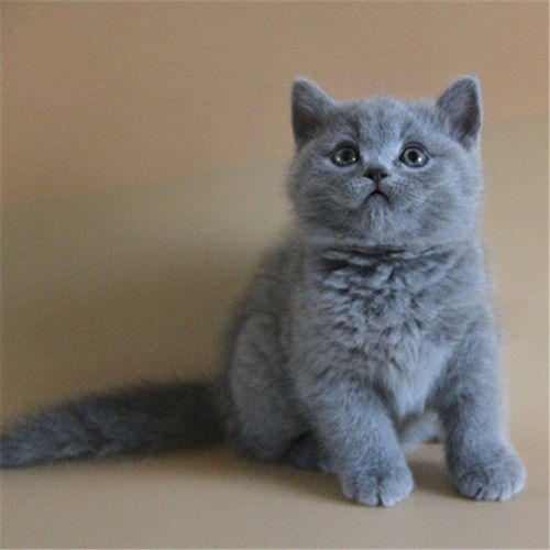 宝宝怎么选宠物猫品种