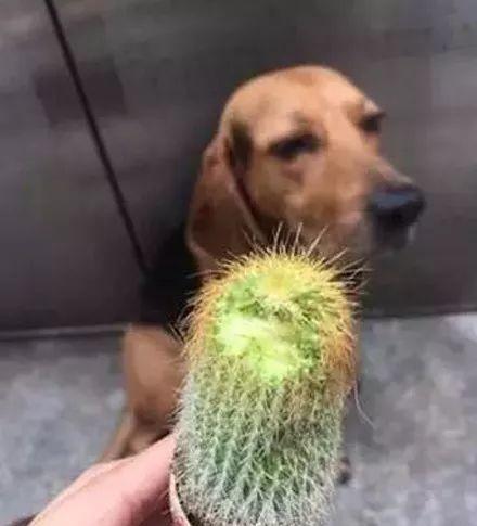 宠物狗仙人掌怎么养活的