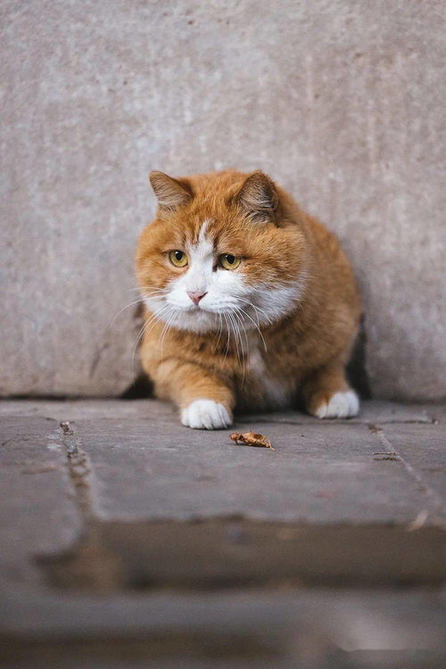姓黄宠物猫名字怎么取名