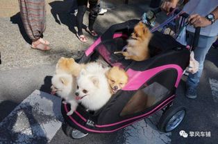 宠物狗一般车祸怎么赔付