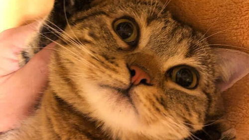 怎么分辨才是宠物猫