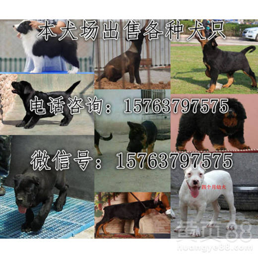 养殖场宠物狗怎么卖出去