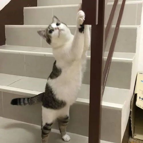 家里怎么藏宠物猫
