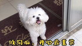在直播间怎么养宠物狗呢