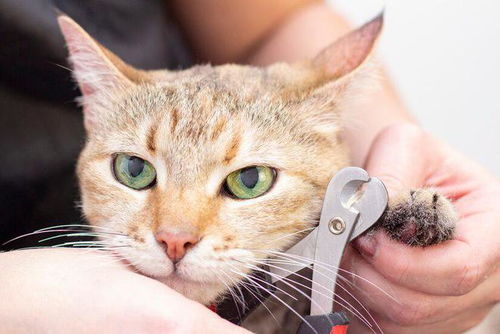宠物猫在家怎么剪指甲