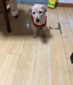 宠物狗除臭测评怎么做的