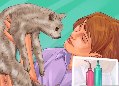 宠物猫怎么漱口消毒的