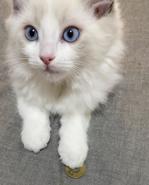 怎么用饭喂宠物猫