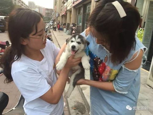 狗狗寄存一天多少钱