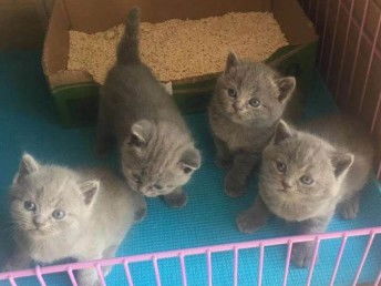 宠物猫市场介绍怎么写好