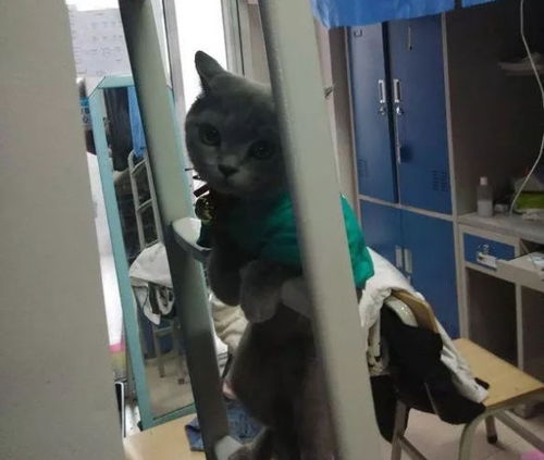 宿舍宠物猫怎么养的