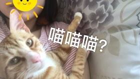 怎么搞到宠物猫呢