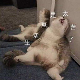 宠物猫棉质衣服怎么清洗