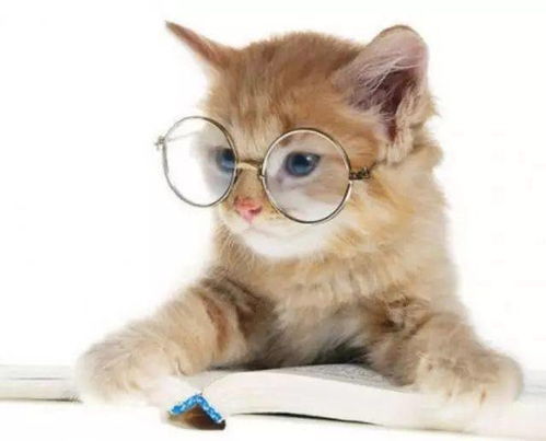 怎么对待宠物猫