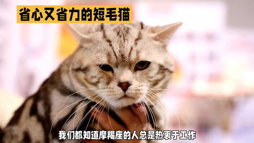 怎么省心养宠物猫
