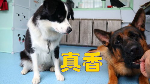 在家怎么做宠物狗零食