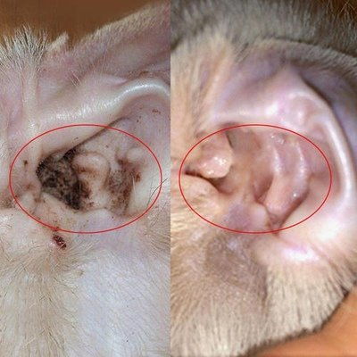 怎么给宠物猫驱螨虫