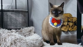 宠物猫围巾怎么