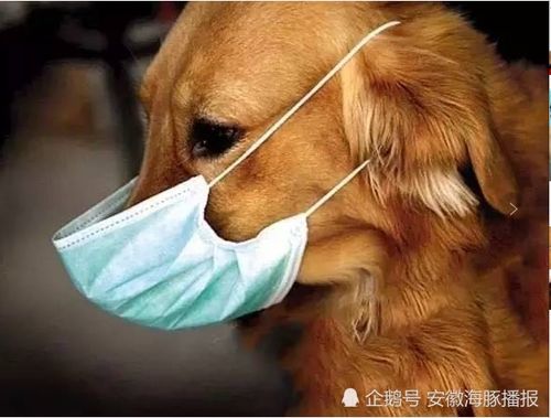 宠物狗得了肺炎要怎么治