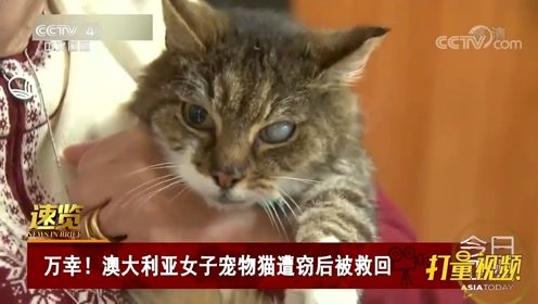 怎么送女生宠物猫回家