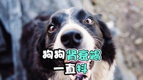 宠物狗一直抖是怎么了