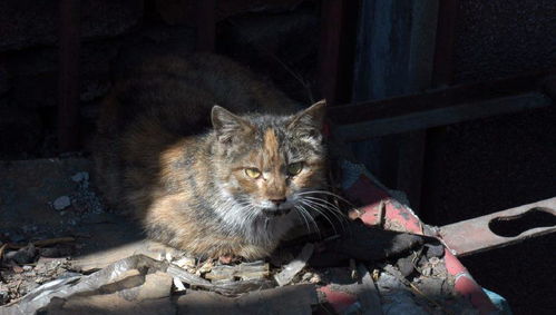 诱拐流浪宠物猫怎么处理