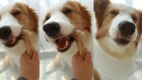喂宠物狗骨头会怎么样吗