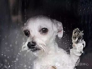 宠物狗梳子套装怎么做的