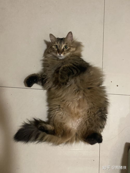 怎么得到缅因猫的宠物猫