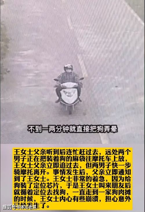 宠物狗不拴被偷怎么办呢