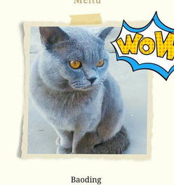 蓝猫宠物猫怎么养胖的