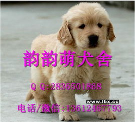 怎么买到一条好的宠物狗