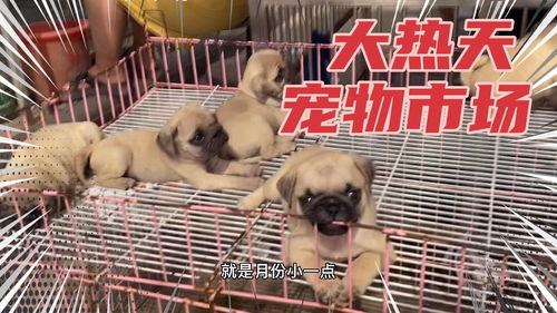不让人喜欢的宠物狗怎么办