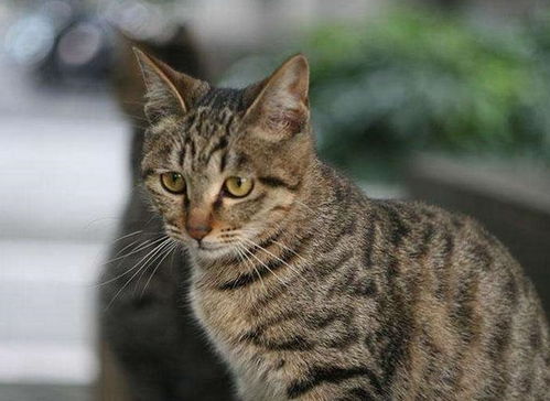 中国狸花猫多少钱